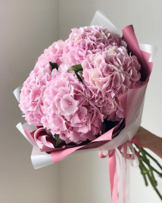 Pink Hydrangea Dream