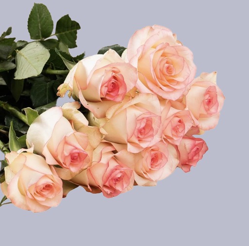 🌸 Peach Charm Roses