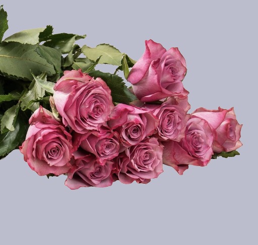 💗 Blushing Pink Roses